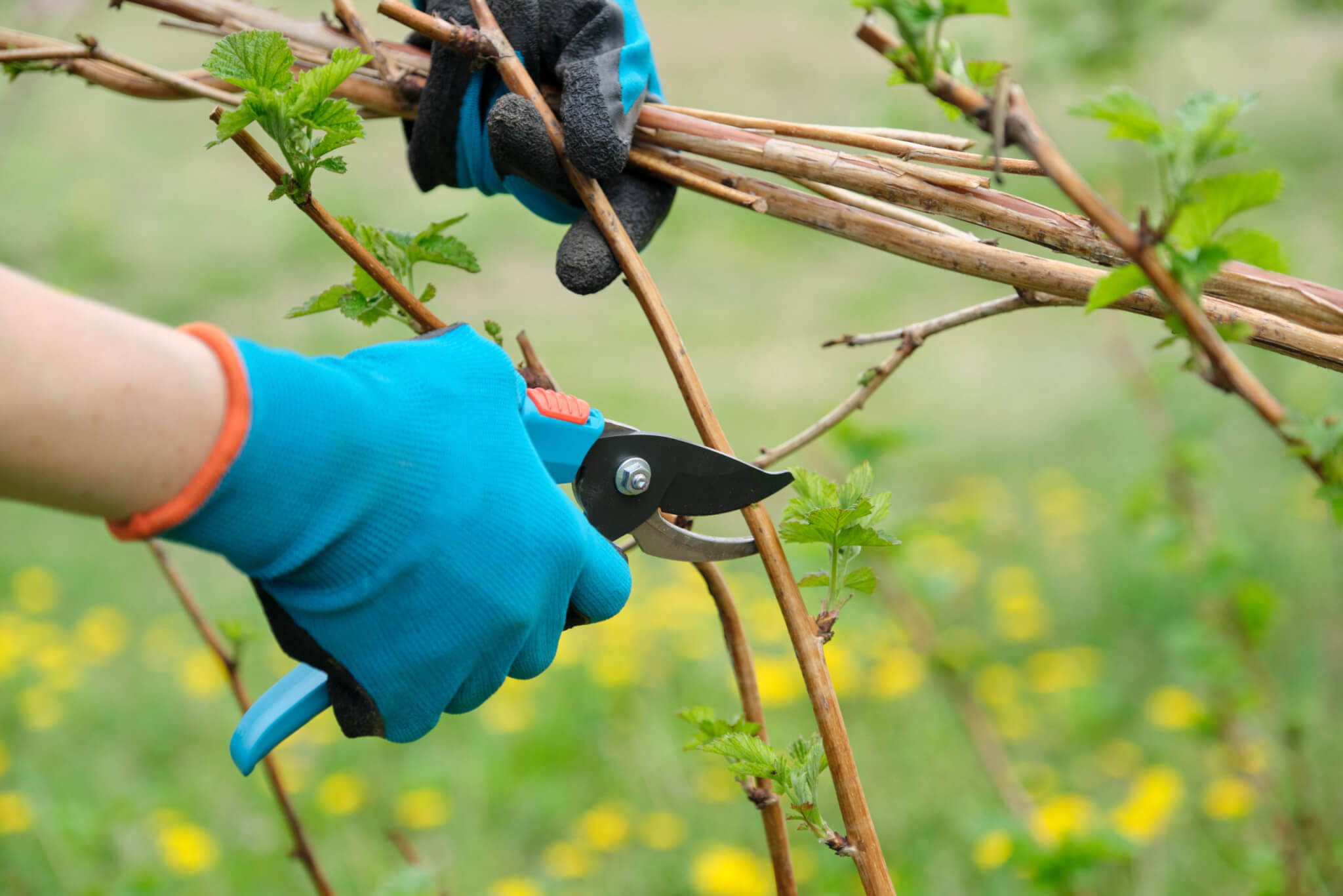 Panorama Tree Care: Where Nature Thrives