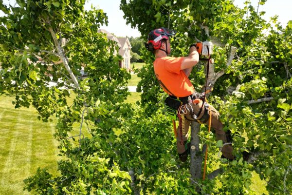 Hidden Dangers of Poor Tree Trimming: Protect Your Property, Family, and Trees Hidden Dangers of Poor Tree Trimming: Protect Your Property, Family, and Trees