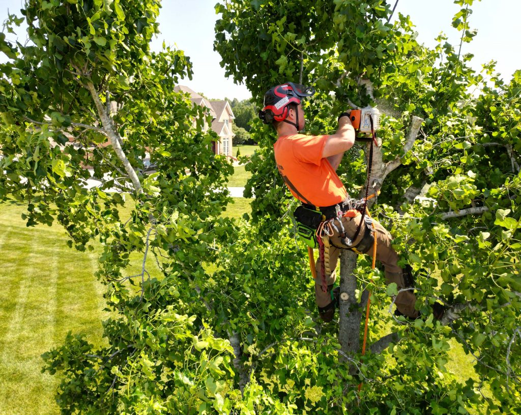 Hidden Dangers of Poor Tree Trimming: Protect Your Property, Family, and Trees